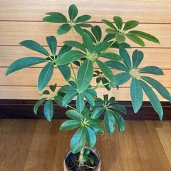 観葉植物　カポックとガラス製鉢カバーの画像