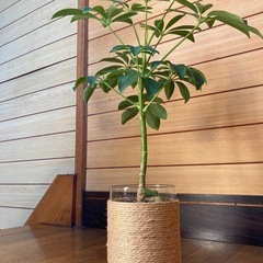 観葉植物　カポックとガラス製鉢カバーの画像