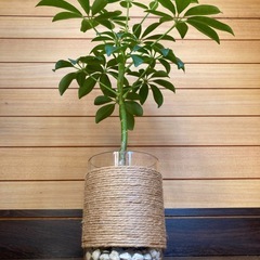 観葉植物　カポックとガラス製鉢カバーの画像