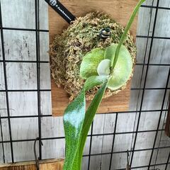 ビカクシダ(サンバウェンセ)の画像