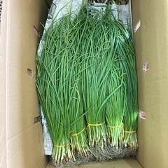 玉ねぎ苗🌱　ソニック早生　50本の画像