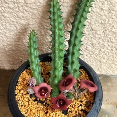 多肉植物　ガガイモ　カット苗 の画像