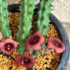 多肉植物　ガガイモ　カット苗 の画像