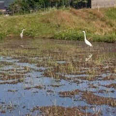 令和７年産　新米　玄米30kgの画像