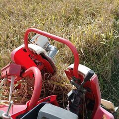 【新米】キヌムスメ玄米30キロの画像