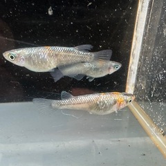 メダカ ユリシス 1ペア＋メスの画像