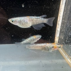 メダカ ユリシス 1ペア＋メスの画像