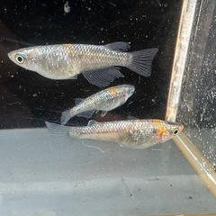 メダカ ユリシス 1ペア＋メスの画像