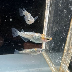 メダカ ユリシス 1ペア＋メスの画像