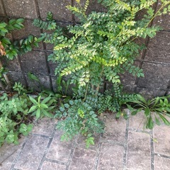 ●木●無料●要確認●の画像