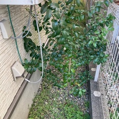 ●木●無料●要確認●の画像