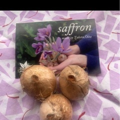 サフランの球根 発芽株の画像