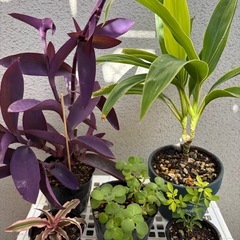 植物 8種類
の画像