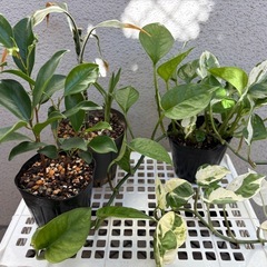 植物 8種類
の画像