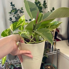 フィカスティケネとポトスの寄せ植えの画像