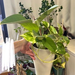 フィカスティケネとポトスの寄せ植えの画像