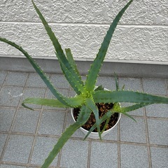 キダチアロエの画像