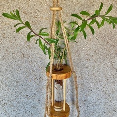 多肉植物　水耕栽培した不死鳥と木製の水耕栽培/水差しハンガーの画像