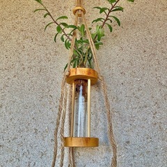 多肉植物　水耕栽培した不死鳥と木製の水耕栽培/水差しハンガーの画像