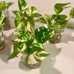 観葉植物　ポトス　ゴールデンの画像
