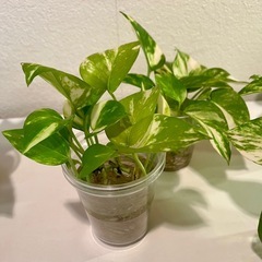 観葉植物　ポトス　ゴールデンの画像