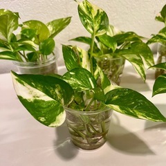 観葉植物　ポトス　ゴールデンの画像