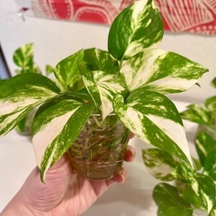 観葉植物　ポトス　ゴールデンの画像