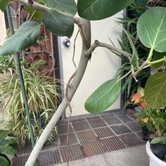 観葉植物　ベンガレンシス　高さ１７８センチの画像