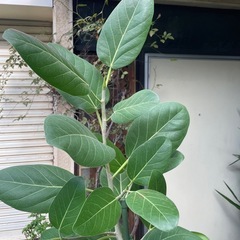 観葉植物　ベンガレンシス　高さ１７８センチの画像