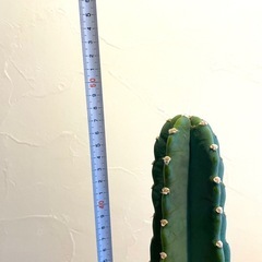 柱サボテン　鬼面角5号鉢
の画像