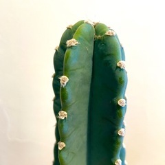 柱サボテン　鬼面角5号鉢
の画像