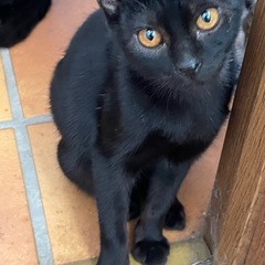 黒猫子猫ちゃん、募集中です　ご連絡お願いします。