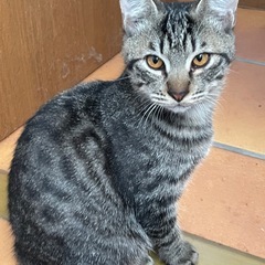 子猫 募集中です よろしくお願いします。