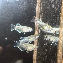 メダカ エメキン 2ペアの画像