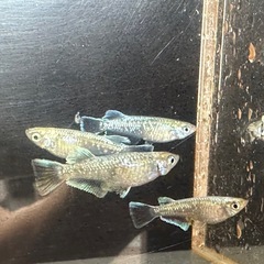 メダカ エメキン 2ペアの画像