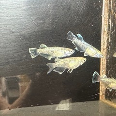 メダカ エメキン 2ペアの画像