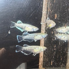 メダカ エメキン 2ペアの画像