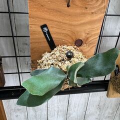 ビカクシダ(ペガサス)の画像