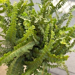 植物 ネフロレピス ダッフィー 鉢ごとの画像