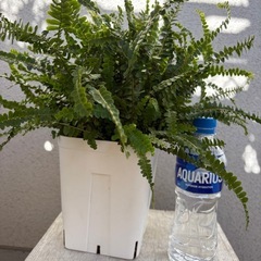 植物 ネフロレピス ダッフィー 鉢ごとの画像