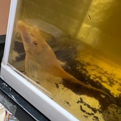 スポットナイフの画像