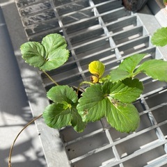 イチゴ苗🍓🌱（5ポット）の画像