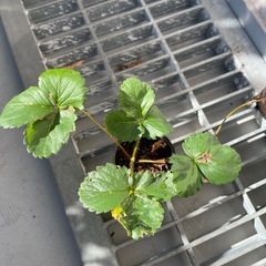 イチゴ苗🍓🌱（5ポット）の画像