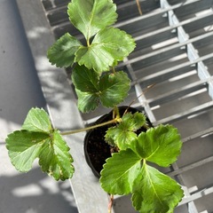 イチゴ苗🍓🌱（5ポット）の画像