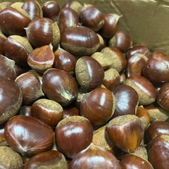 揖斐川町の生栗の画像