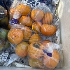 【次郎柿4個】本庄産　野菜　無農薬　販売　まとめ売り　セットの画像