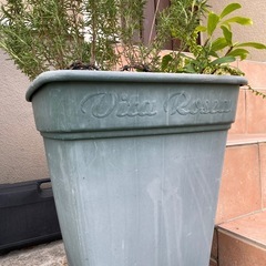 宿根草寄せ植えの画像