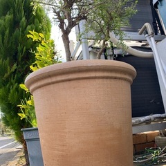 エニシダ植木鉢の画像