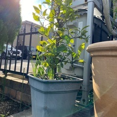 レモン植木鉢の画像