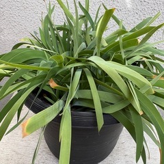 植物 ケイビアヤメ 鉢ごとの画像